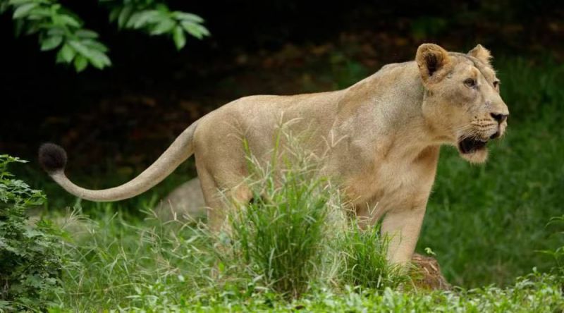 亞洲獅子 身長2.5米，?尾巴0.7米，肩高1米