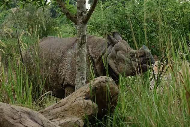 印度犀牛 身長3.7米，尾巴0.7米，肩高1.75米, 角0.3米